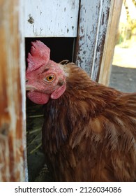 A Brown Chicken Is Standing In Entrance Of The Hen House, Chicken Coop. Photo In Winter