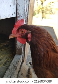 A Brown Chicken Is Standing In Entrance Of The Hen House, Chicken Coop. Photo In Winter