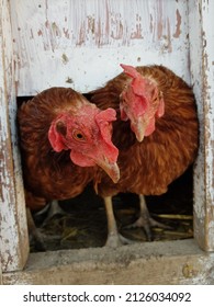 A Brown Chicken Is Standing In Entrance Of The Hen House, Chicken Coop. Photo In Winter