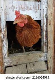 A Brown Chicken Is Standing In Entrance Of The Hen House, Chicken Coop. Photo In Winter