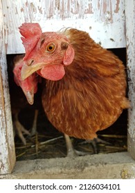 A Brown Chicken Is Standing In Entrance Of The Hen House, Chicken Coop. Photo In Winter