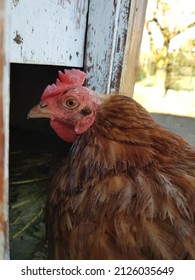 A Brown Chicken Is Standing In Entrance Of Hen House, Chicken Coop. Photo In Winter