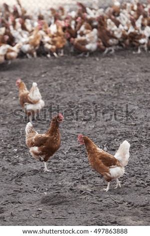 Similar – hen races Animal