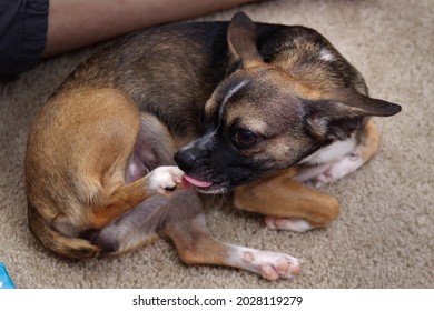 Brown Chihuahua Dog licking her paw or back foot - Shutterstock ID 2028119279