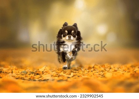 brown chihuahua dog running outdoors in autumn, in the park with yellow fallen leaves