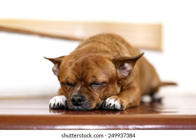 Brown Chihuahua dog sleeping - Shutterstock ID 249937384