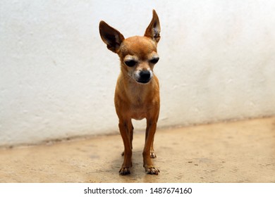 Brown Chihuahua Dog Stand Up