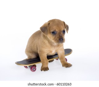Brown chihuahua Puppy with Skateboard on white background.