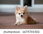 brown chihuahua sitting on floor. small dog in asian house.