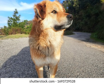 Brown Chinook Dog Landscape Photo 