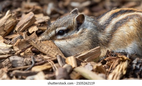 2,614 Chipmunk paws Images, Stock Photos & Vectors | Shutterstock