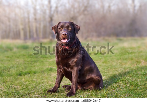 Brown chocolate Labrador sitting on green\
grass over forest\
background