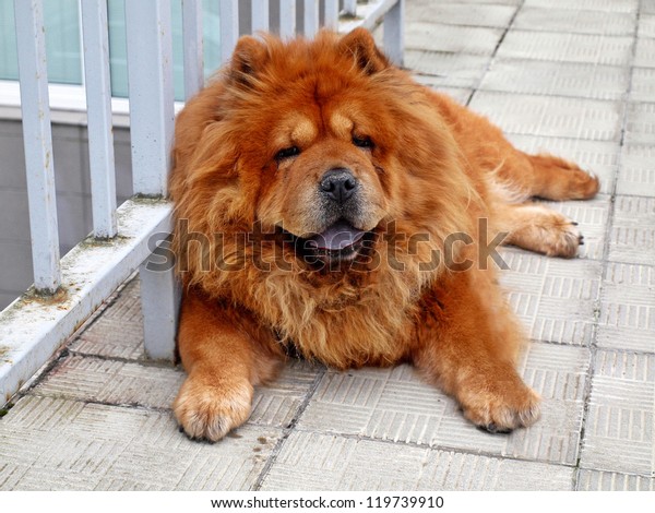 45+ Chow Chow Dog Breed Information