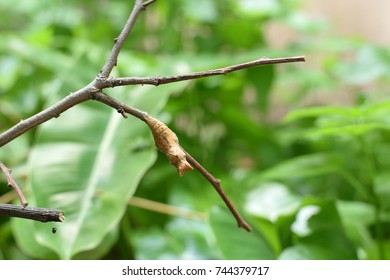 Brown chrysalis on dried branches and green blur background.