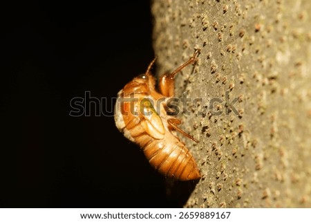 Brown cicada larvae in the middle of hatching late at night
