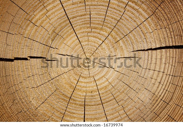 Brown Circular Cross Section Split Tree Stock Photo (Edit Now) 16739974