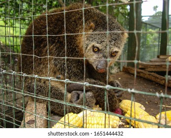 Brown Civet Is In The Cage