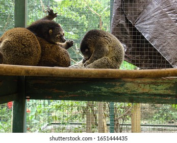 Brown Civet Is In The Cage