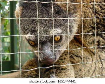 Brown Civet Is In The Cage