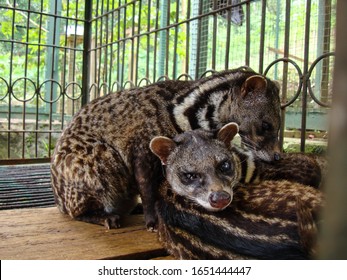 Brown Civet Is In The Cage