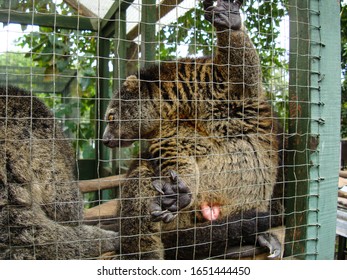 Brown Civet Is In The Cage