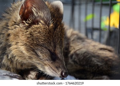 Brown Civet Sleeping In A Cage