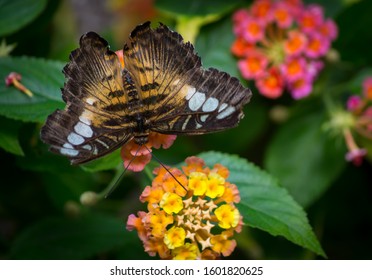 Brown Clipper Butterfly By The Blossom