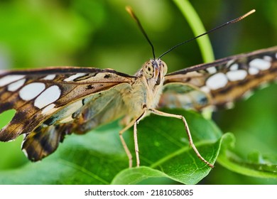 Brown Clipper Butterfly Face In Detail