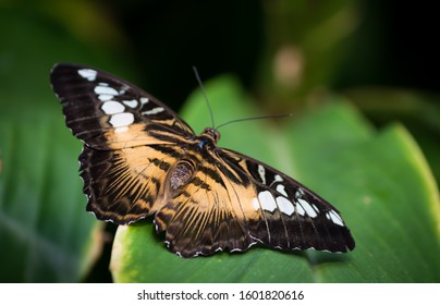 Brown Clipper Butterfly In The Garden