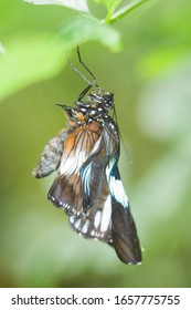 Brown Clipper (Parthenos Sylvia Brown)