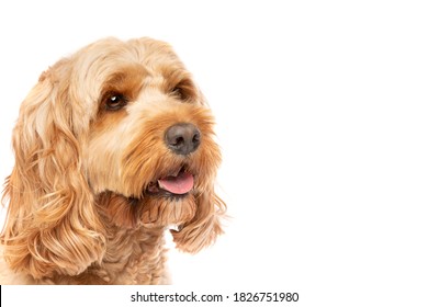brown cockapoo dog in front of a white background