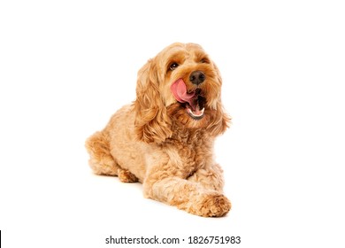 brown cockapoo dog in front of a white background