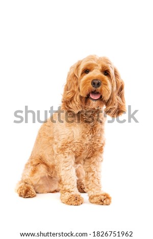 brown cockapoo dog in front of a white background