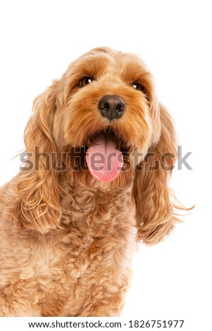 brown cockapoo dog in front of a white background