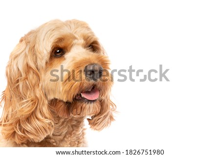 brown cockapoo dog in front of a white background