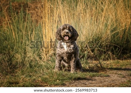 Brown cockapoo dog posing in the fields and forest in the summer in Surrey