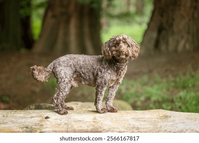 Brown Cockapoo dog in the Windsor forest in Berkshire