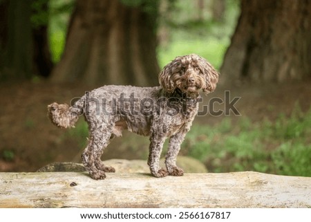 Brown Cockapoo dog in the Windsor forest in Berkshire