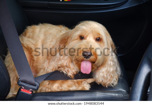 Brown cockapoo\
puppy is lying on the car seat and fastened on the seat belt.\
Cocker Spaniel mixed with\
Poodle