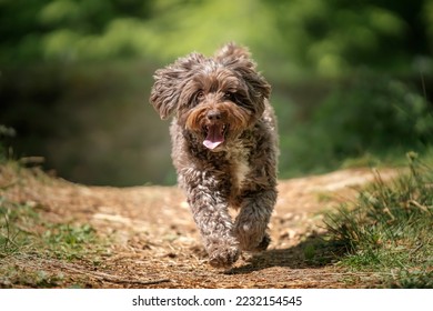 Brown Cockapoo running directly at the camera in the forest with a happy face