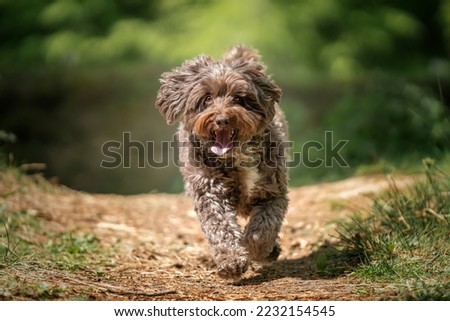 Brown Cockapoo running directly at the camera in the forest with a happy face