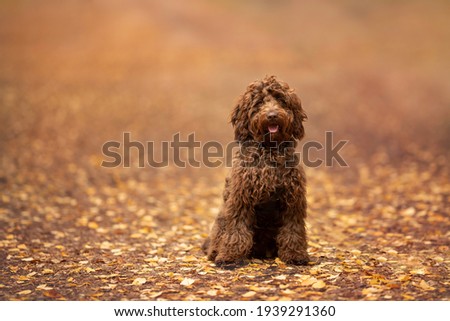 Brown Cockapoo side outdoors autumn fall colours