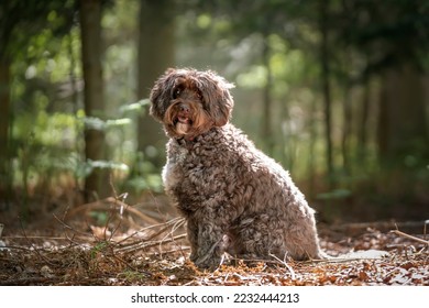 Brown Cockapoo sitting in the forest looking at the camera backlit