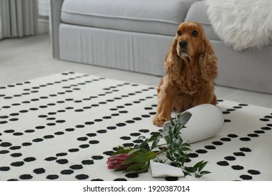 Brown cocker spaniel dog sitting near broken vase with flowers in living room