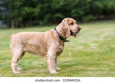 Spaniel Standing Images Stock Photos Vectors Shutterstock