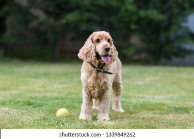 Spaniel Standing Images Stock Photos Vectors Shutterstock