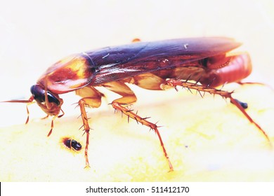 Brown Cockroach With Cockroach Eggs