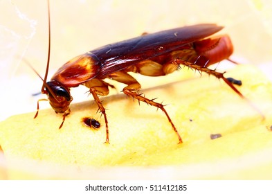 Brown Cockroach With Cockroach Eggs