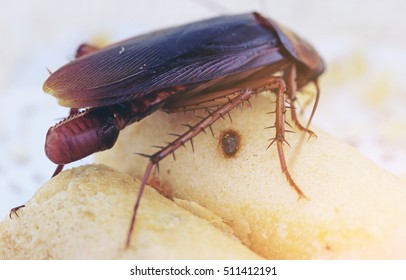 Brown Cockroach With Cockroach Eggs
