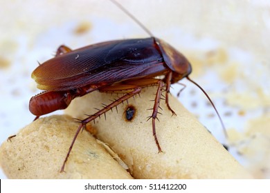 Brown Cockroach With Cockroach Eggs